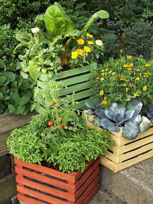 trồng rau trong thùng gỗ